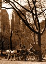 Carriage in Central Park Photo Magnet