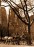 Carriage in Central Park Photo Magnet