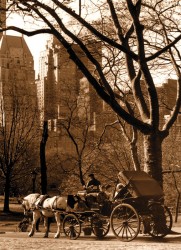 Carriage in Central Park Photo Magnet